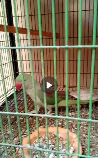 exchange possible with male breeder female Sami tame