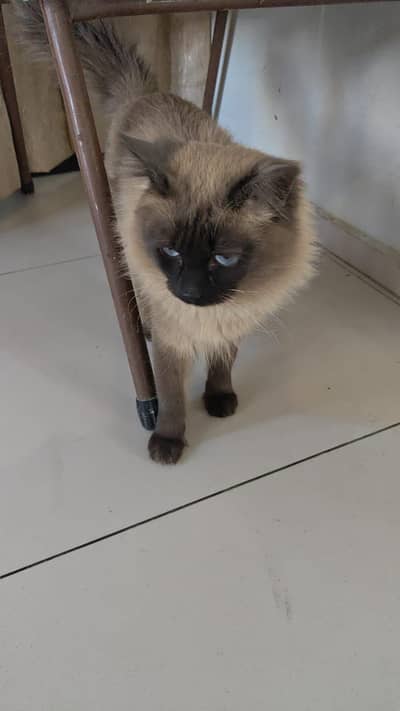 Shiamese cat for saleWhatsApp 03094016734