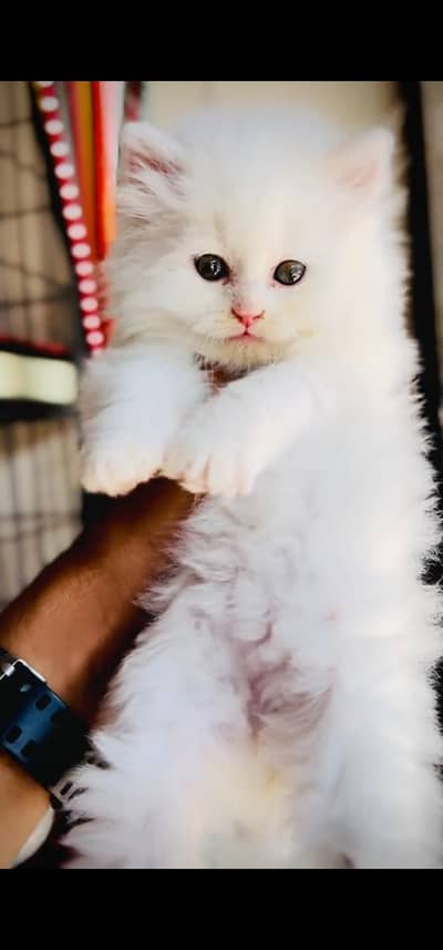 Quality Persian Punch face cat & kitten is03233614642Whatsapp