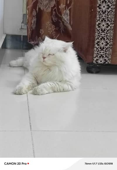 male cat hai