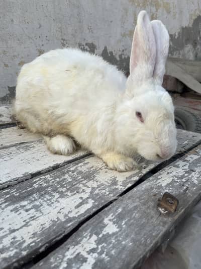 Pure Newzeland pair  for sale 03368792398 WhatsApp