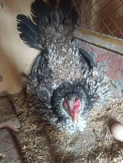 BROODY HEN FOR SALE.
