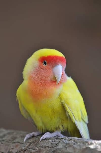 common lutano malel love bird without cage