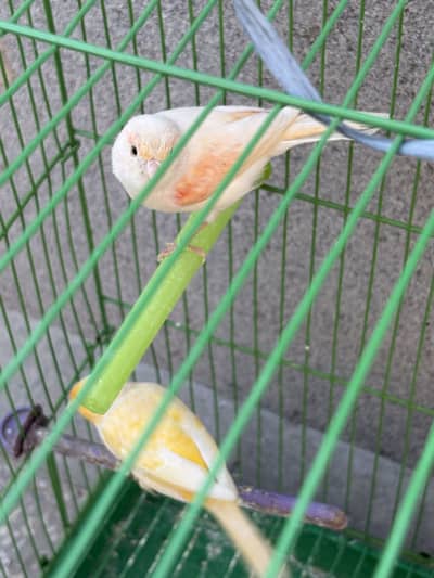 Two female canaries