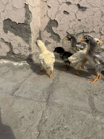 Shamo chicks sale