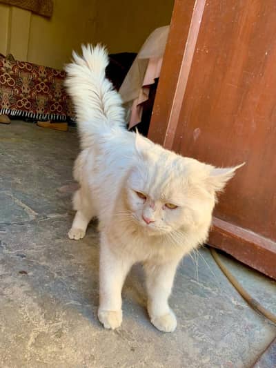 Pure white, bohat pyari aur healthy cat sale ke liye available hai.