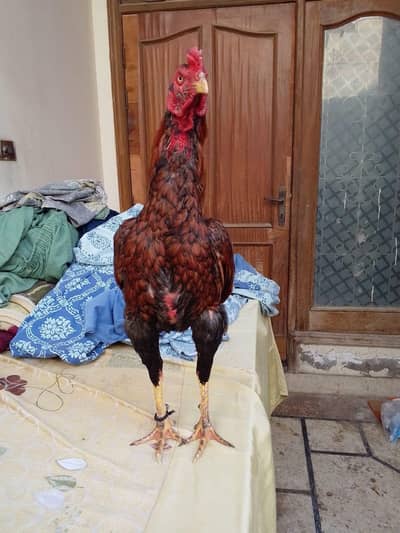 high quality peela zehreela aseel patha