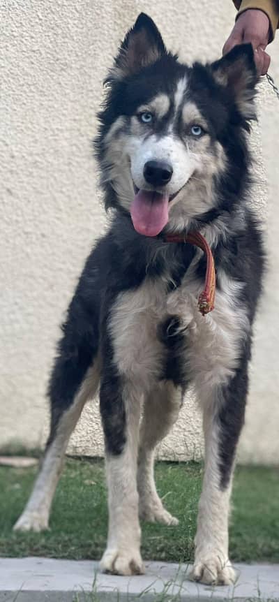 black and white color husky so barium husky nice puppy full adult male