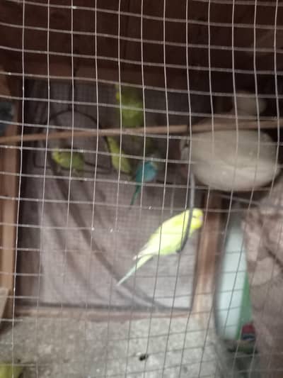 Parrots with 5 cages