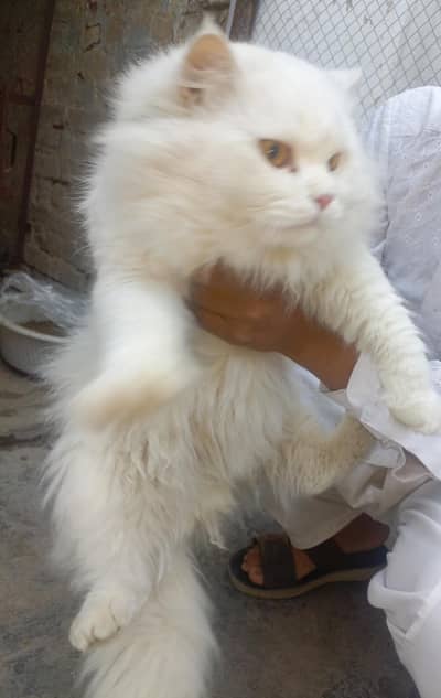 Cat pair Persian