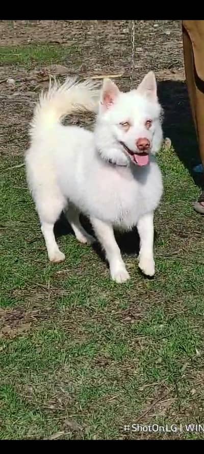 Russian male age 10 month