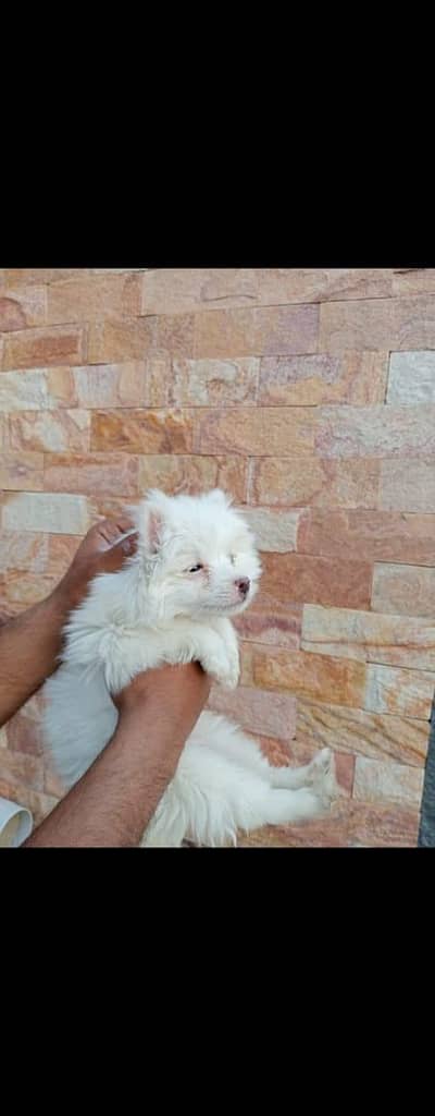 Russian and pomeranian zero size cross puppy