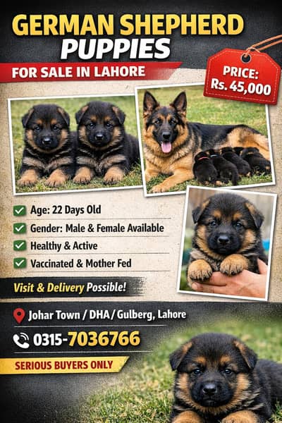 100%orginal puppies any one interested contact me 03157036766