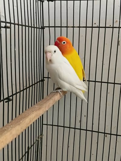 Breeder lovebird pair for sale 