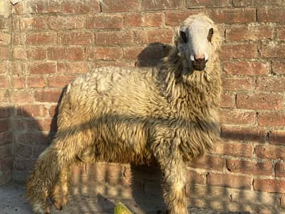 pure Mundra for sale