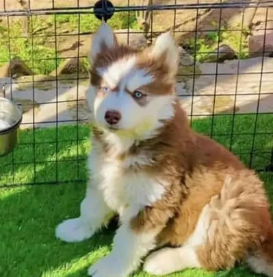 Siberian husky puppies 03425137217