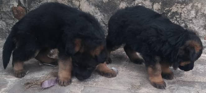 Pure German shepherd