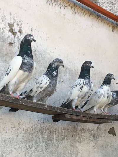 Teddy kamagar kabotar full setup for sale pigeons