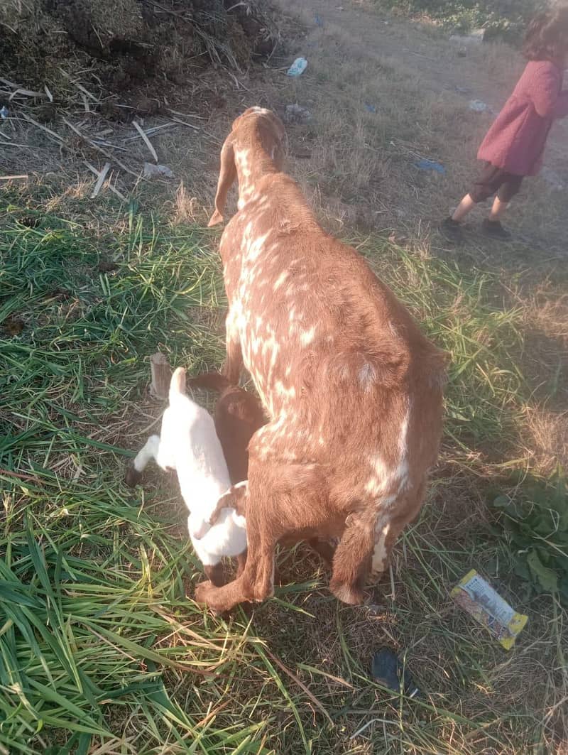 مکھی چینی بکری ساتھ دو بچے 0