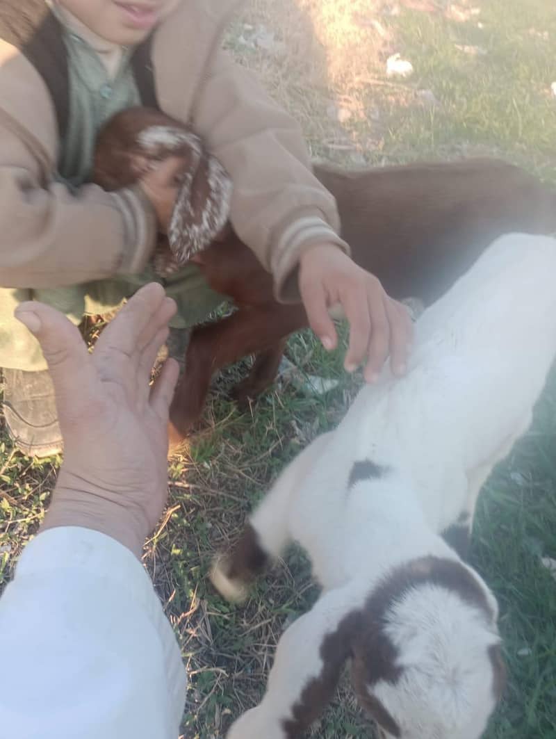 مکھی چینی بکری ساتھ دو بچے 2