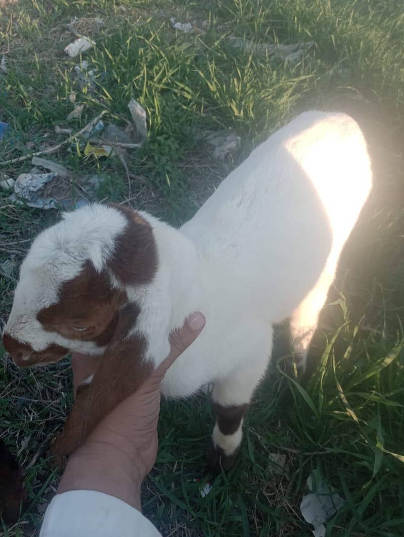 مکھی چینی بکری ساتھ دو بچے 3