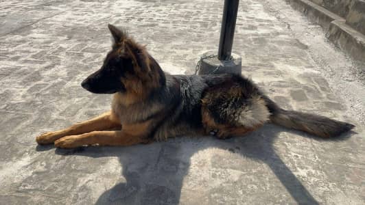 Proper Long Coat Black Mask Male Puppy