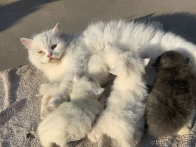 Triple coat persian kitten available