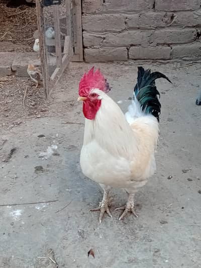 Desi  Murga Breedar /Lahore 03014011627