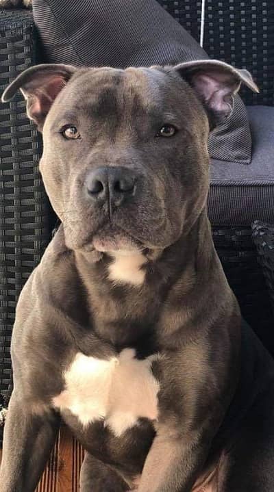 pitbull puppies 03425655411