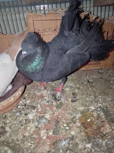 03052353155 mukhia male or black laka male or Khal female