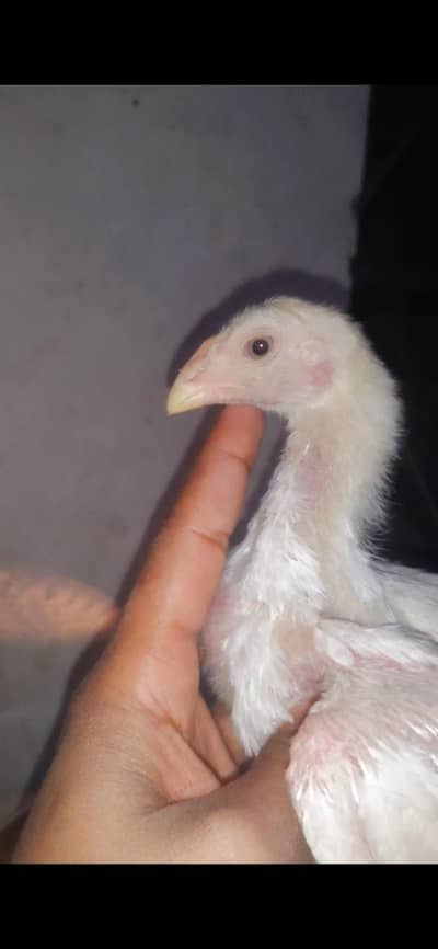 Shamo chicks | White german shamo chicks | king shamo chicks | chicks