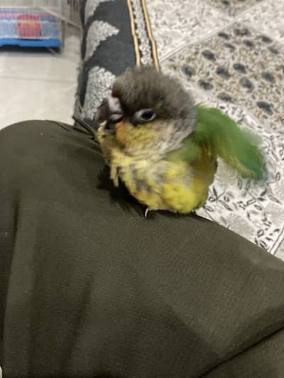 Beautiful conure chick healthy baby hand feed