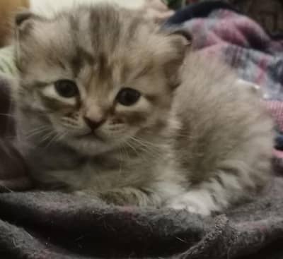 Female persian kitten for sale