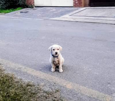 Labrador puppy healthy and active