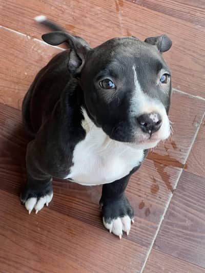 American pittbull male