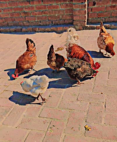 Dasi misri  egg lying hen for sale
