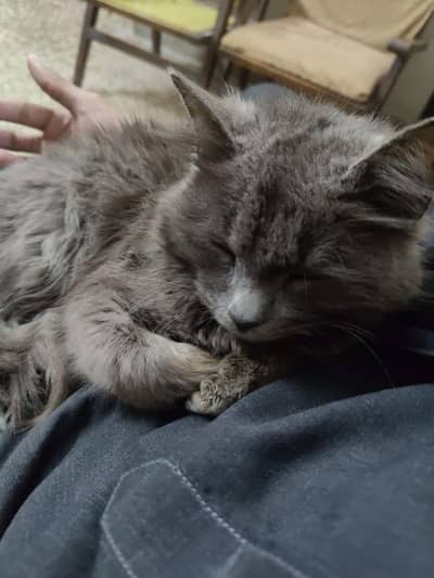RARE GREEN EYES - Nebelung/Russian Blue Mix