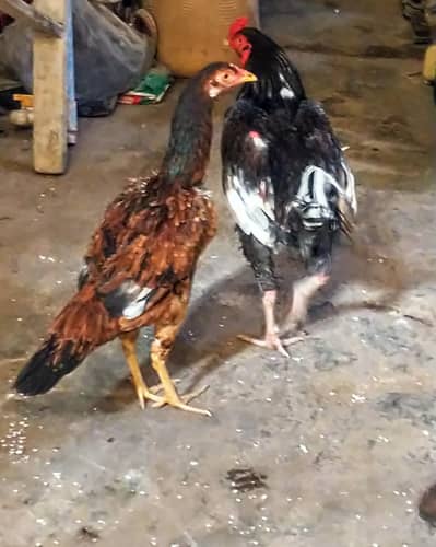 Aseel hen murghi Aseel Amroha murgha