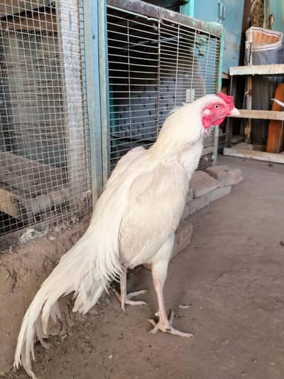 Paper white heera aseel male