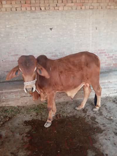* Adorable Brown Calf for Sale (Farm Fresh)
