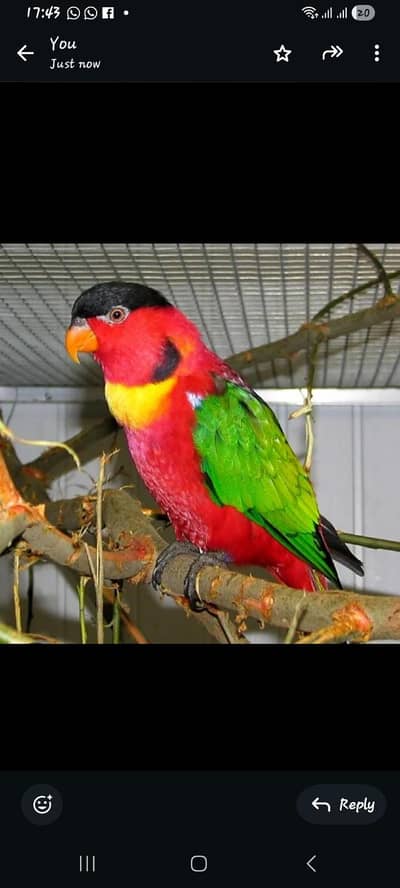 yellow bib lory talking + breader