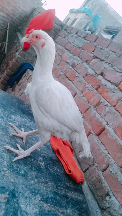 for sale 03164350590