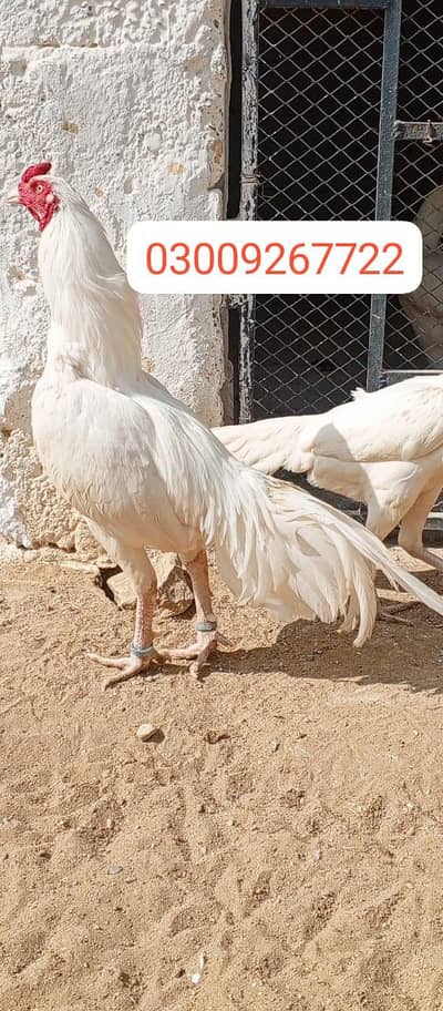 Aseel Heera ND mianwali chicks