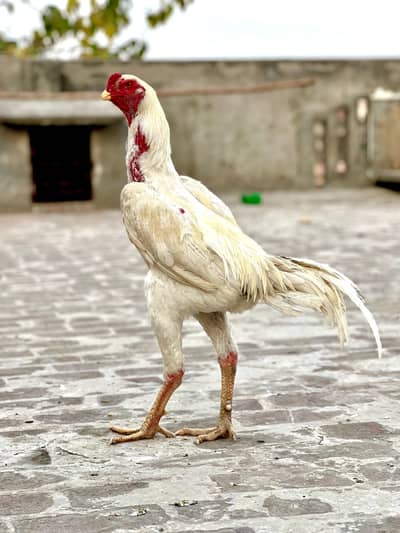 aseel German o shamo piar ha I male 2 female agg da rahi ha