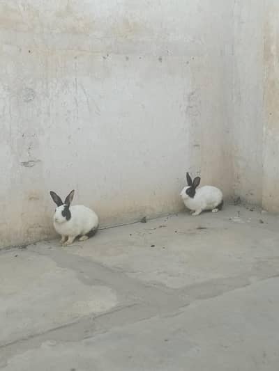 Rabbit pair female is near to become monther