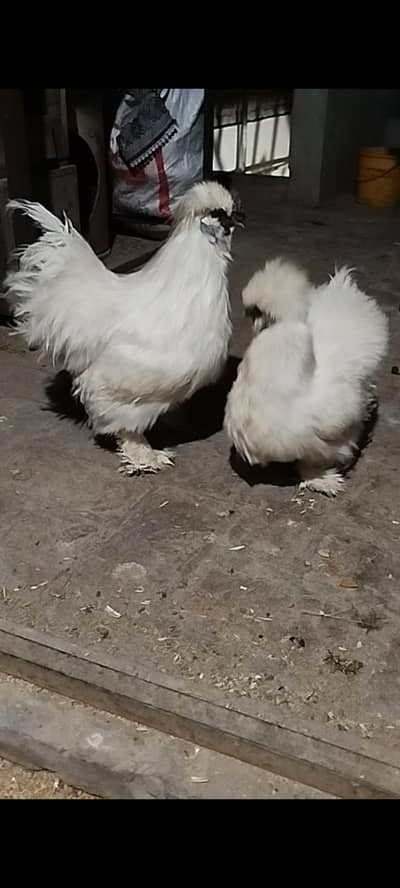 silkie male