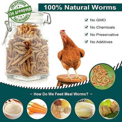 MEALWORMS/LIVE MEALWORMS/DRY MEALWORMS/MEALWORMS