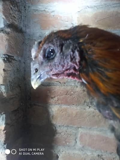 dragon  pair available