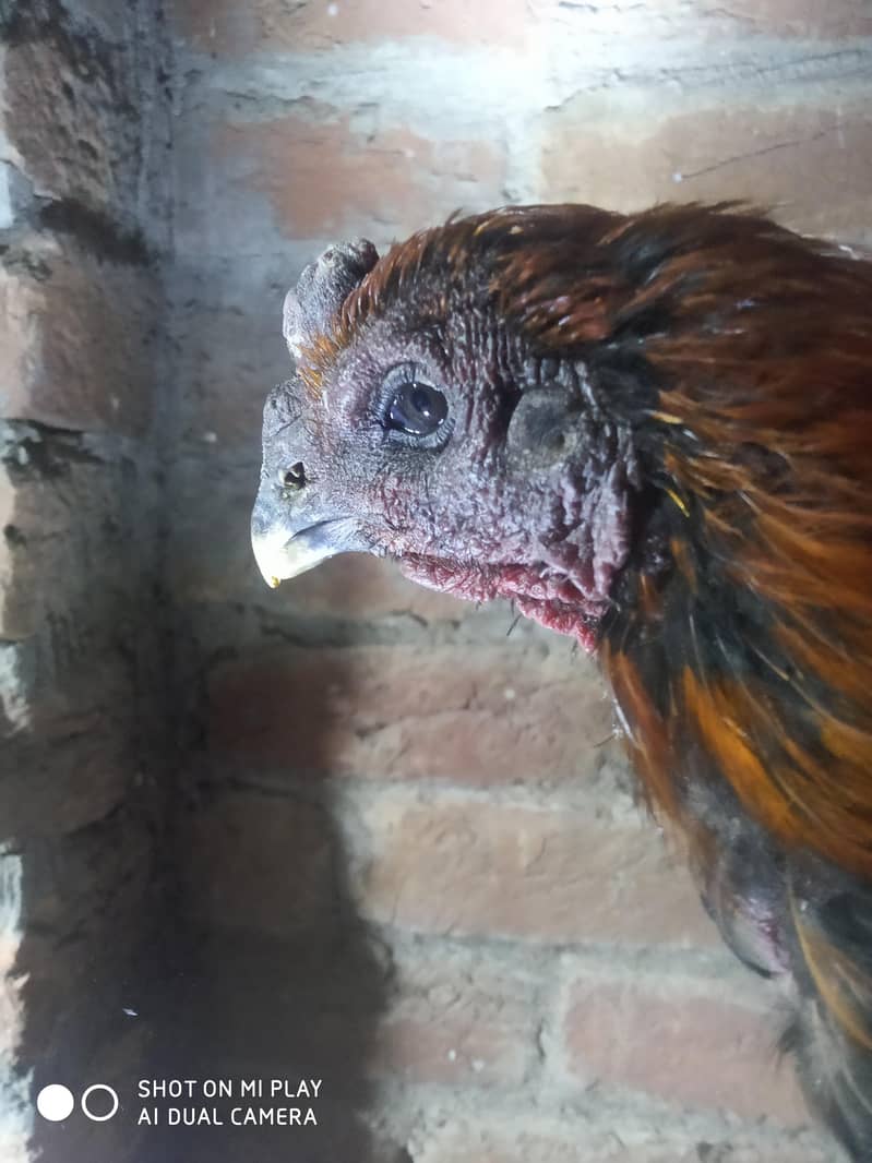 dragon  pair available 1