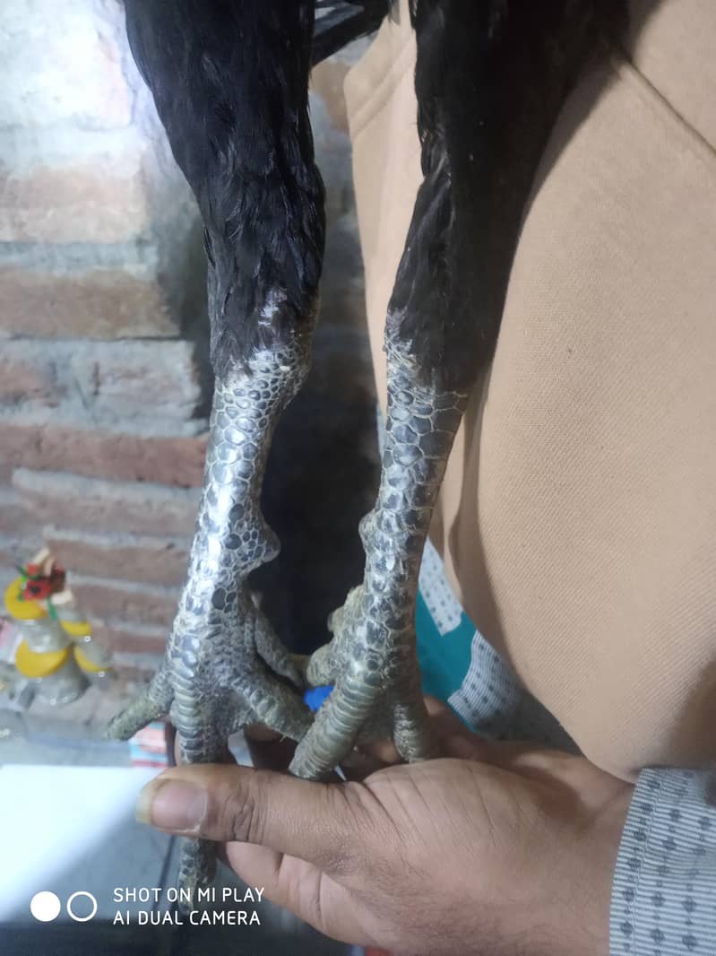 dragon  pair available 2